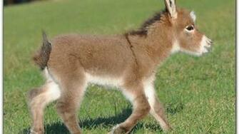 HD Wallpaper For Desktop Right Click To Save Donkey