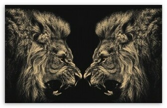Lions HD Desktop Wallpaper Widescreen High Definition Fullscreen