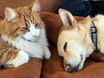 Dogs And Cats Can Indeed Live Harmoniously Marin Independent Journal