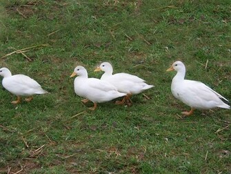 Pet Duck Wallpaper S For Desktop Ducks