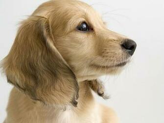 Pictures Dachshund Dogs Cute
