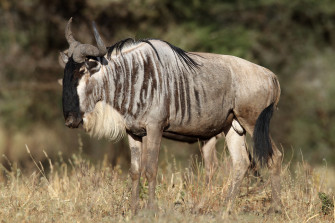 Wildebeest Wallpaper