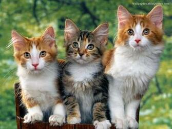 Cute Cats Wallpaper
