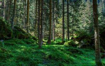 Wallpaper International Day Of The Forest World Forests