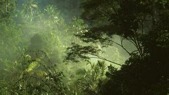 Jungle Computer Wallpaper Desktop Background Id