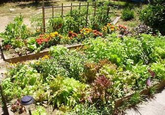 Wallpaper Vegetable Garden HD Background Desktop