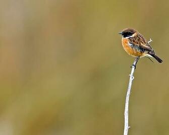 British Birds Wallpaper Funny Animal