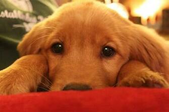 Cute Golden Retriever Puppies Christmas A Rescued
