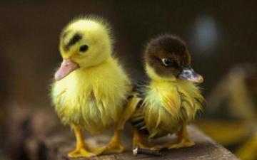 Cute Duck Wallpaper Sf
