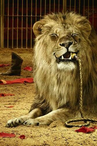 Lion iPhone 4s Wallpaper iPad