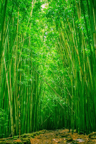 Bamboo Forest iPhone Wallpaper HD