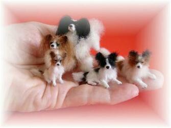 Papillon Dog Wallpaper Cool