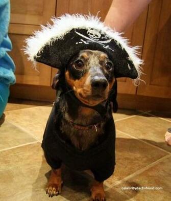Small Superdog Photo Contest Dachshund Halloween Costumes