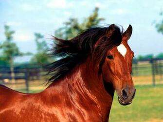 Wallpaper U Super Beautiful Horse HD