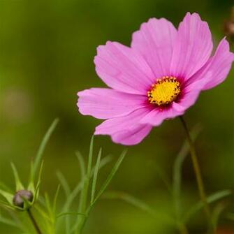 Pink Cosmos Flower iPad Air Wallpaper iPhone