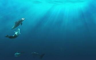 Dolphins Wallpaper