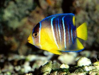Tropical Fishes Wallpaper