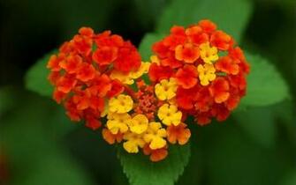 Nature Love Wallpaper HD Net