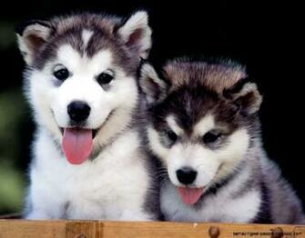 Siberian Husky Puppy Wallpaper Full HD