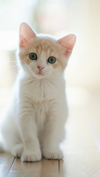 Cute Animals iPhone Wallpaper You Would Love To