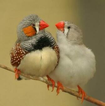 Animals Finches Quality HD Wallpaper