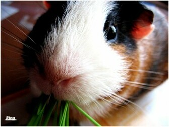 Guinea Pig Wallpaper