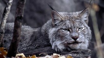Big Cat HD Desktop Background Wallpaper