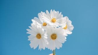 Daisy Flowers Wallpaper 4k Blue Sky Aesthetic White