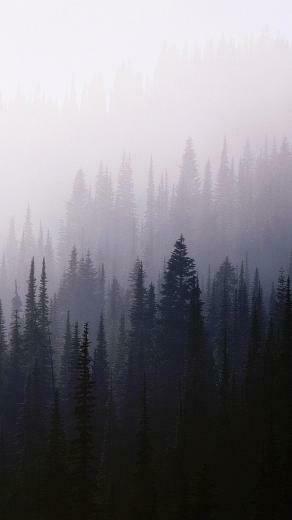 Forest Background Wood iPhone Plus Wallpaper