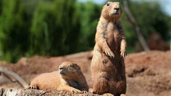 Groundhog Day Wallpaper