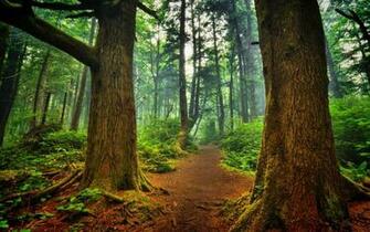 Nature Foret Ecosia