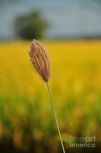 Abstract Weed Photograph By Mu Yee Ting