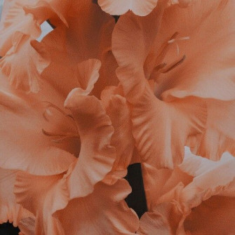 Jelly Chuu On Wallpaper