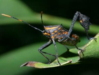 Bug Cat Tien Vietnam Flag Footed Costa Rica Unidentified Fire