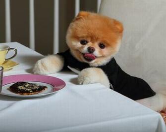 Boo The Cutest Dog Desktop Pc And Mac Wallpaper