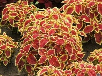 Exotic Leaves Wallpaper