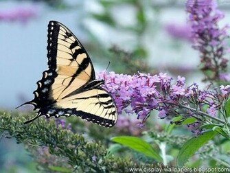Butterfly Desktop Wallpaper HD Best Background