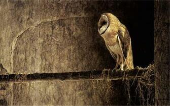 Owl Desktop Wallpaper Categories Fun