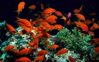 Fish Pictures Ocean Wallpaper Chapter HD Animal