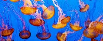 Jellyfish HD Desktop Wallpaper Stock Photos