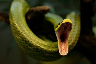 Snake HD Pictures White Sharp Eye Wallpaper