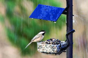 Rain Birds Wallpaper Most Popular