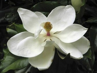 Magnolia Flower Wallpaper Southern Desktop