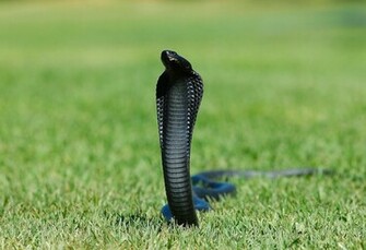 King Cobra Image Pictures Real Black