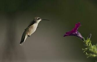 Wallpaper Bird Hummingbird Flower Petunia Blurring