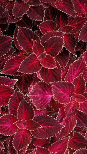 Deep Red iPhone 5s Wallpaper