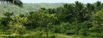 Dual Monitor Background Tropical Nature River Jungle Vegetation