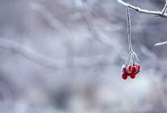 Wallpaper Winter Snow Frost Berry Rowan Desktop