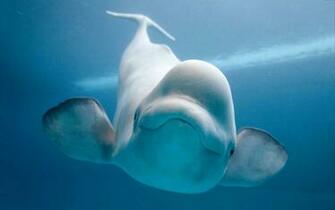 Whales Image Beluga Whale HD Wallpaper And Background Photos