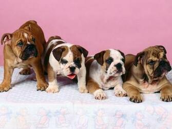 English Bulldog Pc Wallpaper